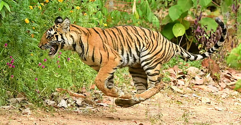 tiger