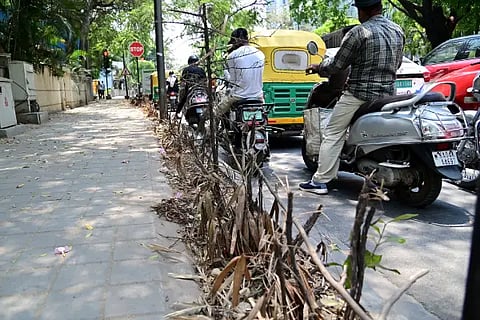 waterless plants
