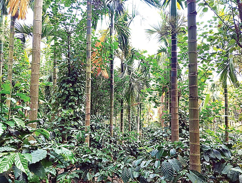 ಬರದಲ್ಲೂ ಕುಗ್ಗದ ಚಿಣ್ಣಪ್ಪನ ಕೃಷಿ ಪ್ರೀತಿ