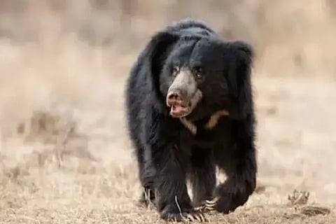 15 bear