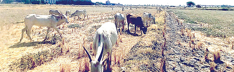BARAGALA