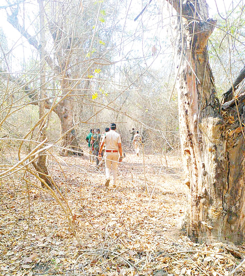 ಕಾಡಾನೆ ಸೆರೆ ಕಾರ್ಯಾಚರಣೆ