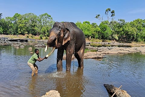 Buttermilk for an elephant's stomach