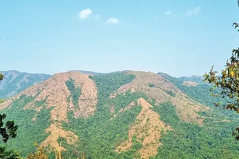 Charmadi Forest