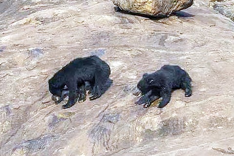 Darooji Bear Desart