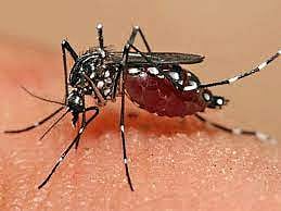 Dengue