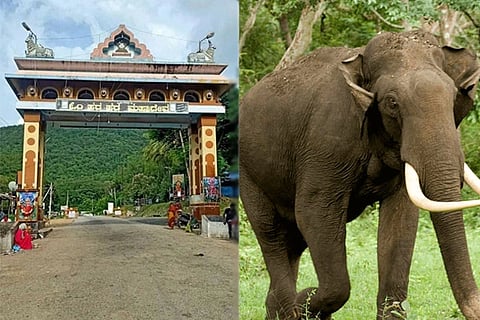 Elephant Attack