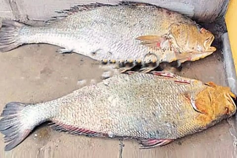 Fish