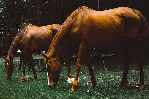 Horses