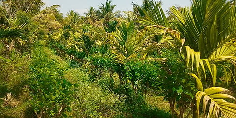 Natural farmer Mandya