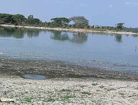 Sewage kills fish mandya