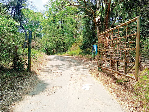 ಶನಿವಾರಸಂತೆ ವ್ಯಾಪ್ತಿಯಲ್ಲಿ ಕಾಡಾನೆ ಉಪಟಳ
