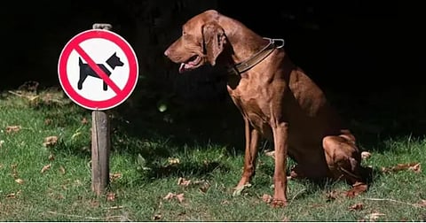 dog