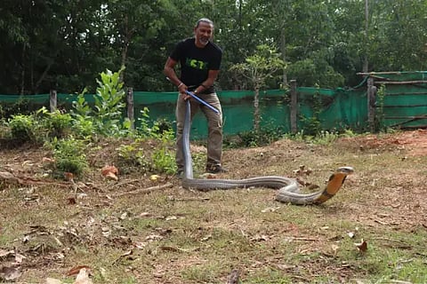 king cobra 1