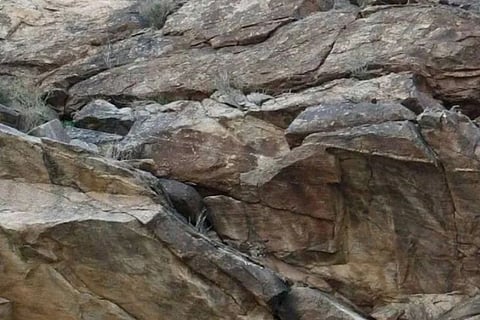 lion picturte