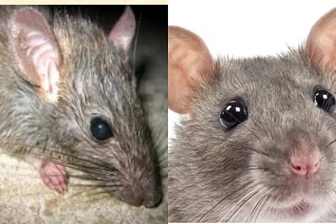 rat