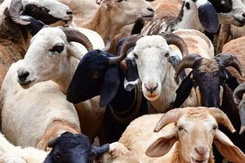 sheep