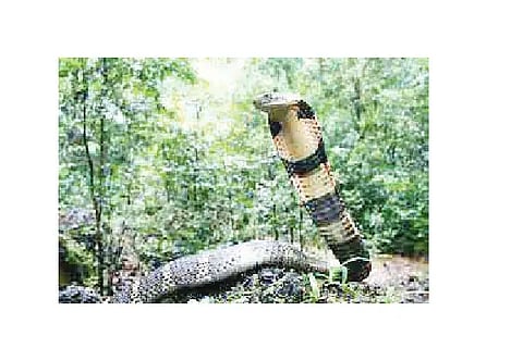 snake