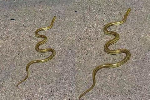 snake