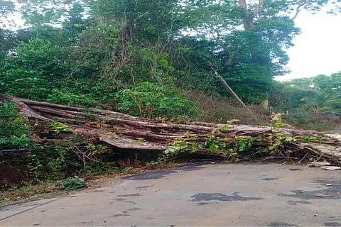 sri tree
