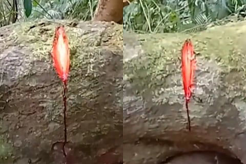 tree