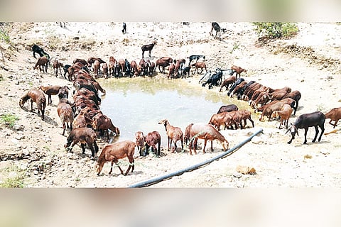 yelburga water problem in animals