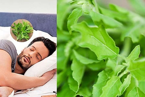 Basil Leaves