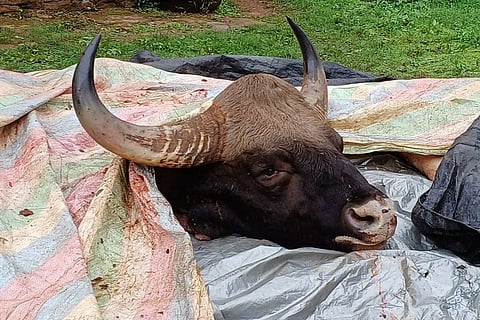 Capture of the one who hunted wild boar