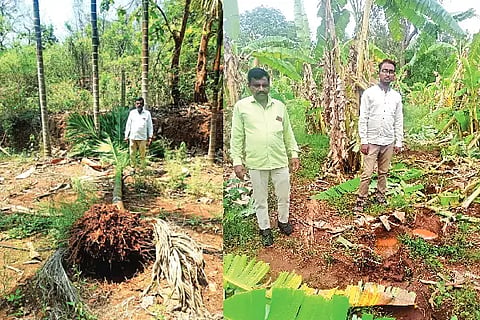 Channagiri, elephant, attack, crop, destroy,