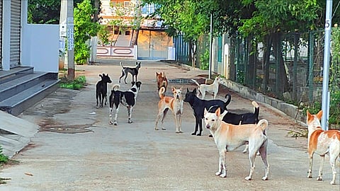 DOG STORY