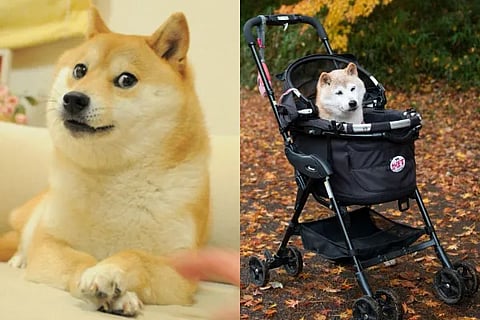 Dogememe