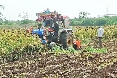 Farmers destroyed the sunflowers of Kalugatta