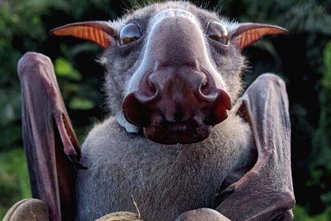 Hammerhead Bat
