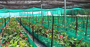 Horticulter