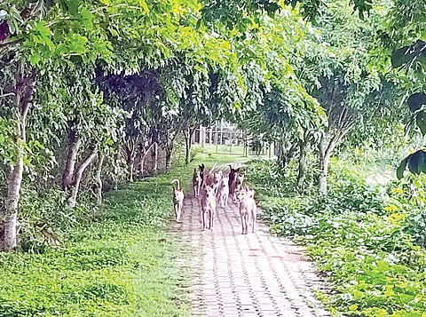 ಅರಸಿ ಉದ್ಯಾನವನಕ್ಕೆ ನಿರ್ವಹಣೆ ಕೊರತೆ