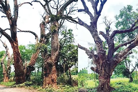 Onagid mara