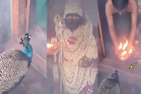 Peacock Enters Arulmigu Subramaniya Swamy