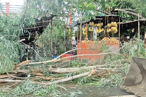 Rain & wind damage in many places in Muddebihal