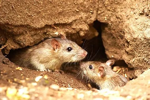 Rats