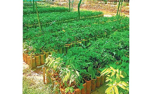 Sirsi sasi