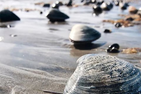 beach