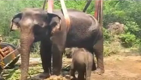 elephant