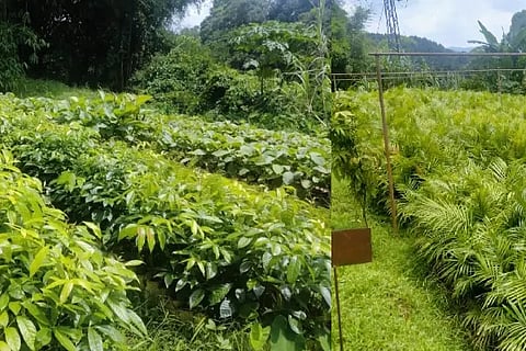 forest-prosperity-