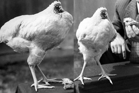headlesschicken