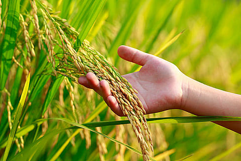 picture of one hand holding rice .