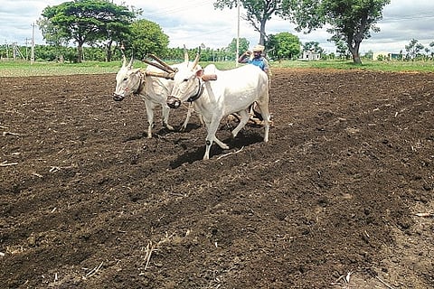 krishi_20240522232017887.jpg