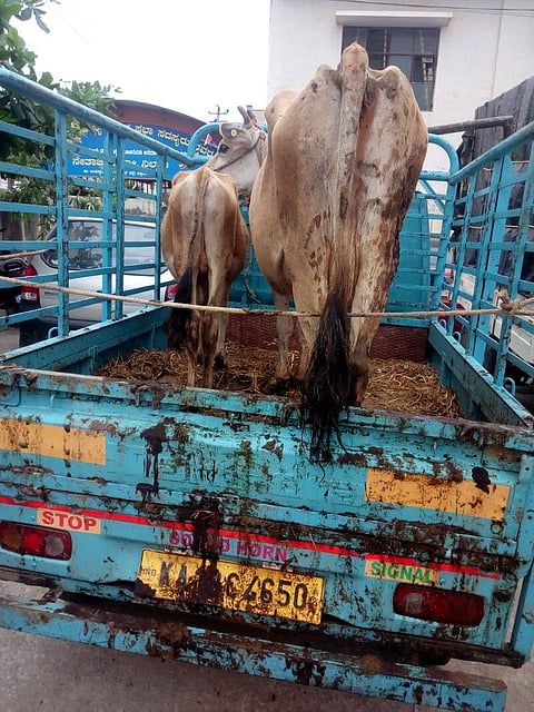 ಪೊಲೀಸರಿಂದ ಏಳು ರಾಸುಗಳ ರಕ್ಷಣೆ