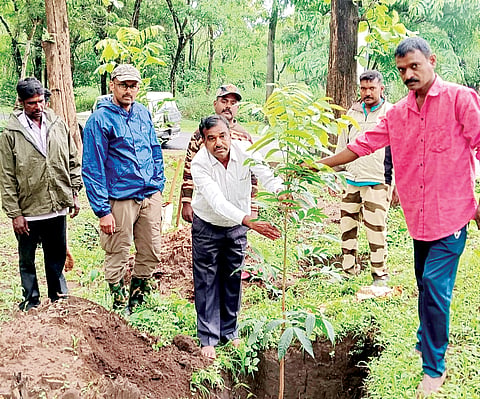 ಮನೆಗೊಂದು ಗಿಡವನ್ನಾದರೂ ನೆಟ್ಟು ಬೆಳೆಸಿ