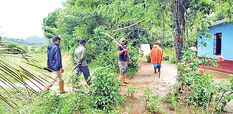 ಕಾಡಾನೆಗಳಿಂದ ಬೆಳೆ ಹಾನಿ