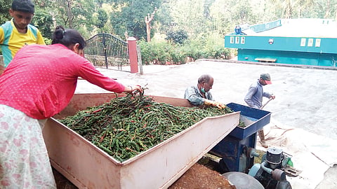 ಕಾಳುಮೆಣಸಿನ ಬೆಲೆ ದಿನೇ ದಿನೆ ಏರಿಕೆ